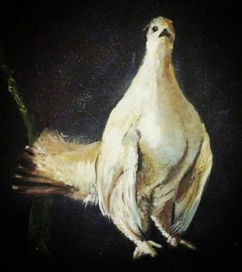 Beyaz Güvercin 50x50cm.t.ü.y.b