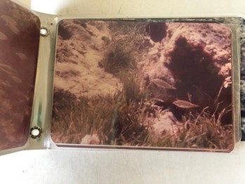 Bozcaada/Tenedos /Su Altı Albümlü Fotoğraflar(30 adet), Ağustos 1994